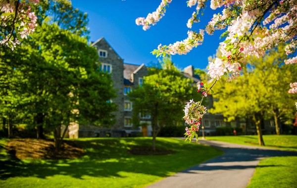 Flowering crab tree on the upper Quad.