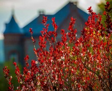 Springtime silhouette of James B. Colgate Hall.