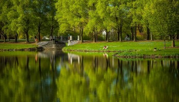 Summer view of Willow Path over Taylor Lake