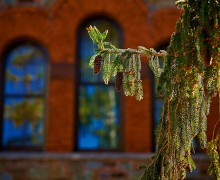 Young pine cones outside Hascall Hall.