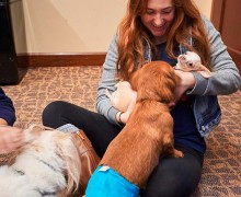 Student holding and petting therapy dogs