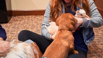 Student holding and petting therapy dogs