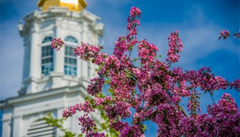 Pink flowering crabapple blossoms and a blue sky frame the chapel's golden cupola on a spring morning.