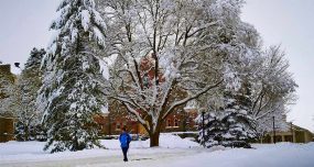 A tree's boughs outside of Hascall Hall are heavy with snow as a student walks past.