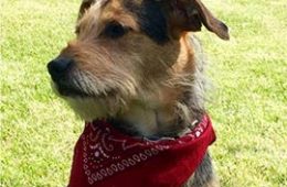 Dog wearing a red bandana